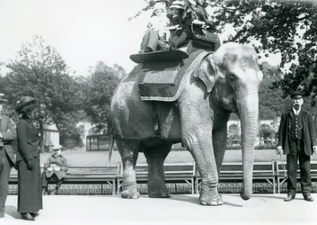 Éléphante indienne 